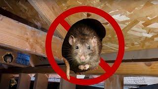 "Hey! You Can't Come In Here!" - Building a Shield Against Rodents - Sacramento Pest Exterminator