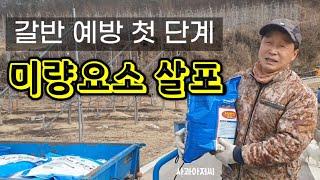 갈반(갈색무늬병) 예방 첫 단계: 미량요소 살포