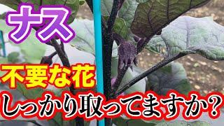 【ナス】取らないと損します！今後に影響する「摘花」について