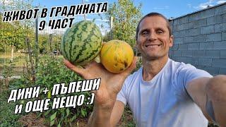 ЖИВОТ В ГРАДИНАТА 9 ЧАСТ - ДИНИ,  ПЪПЕШИ и ОЩЕ НЕЩО