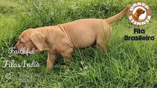 Fila Brasileiro Puppy - Faithful Filas India