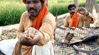 Indian Cobra Snake Rescue from a Field