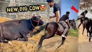 PEHELWAN FARMS Pr Chote सींग Waali Big Cow Aagyi COMMANDO 