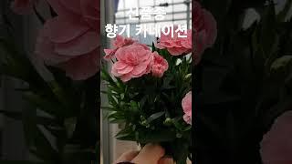 헬로우가든마켓 향기카네이션