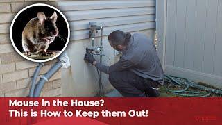 How We Stop Mice From Invading Your Home