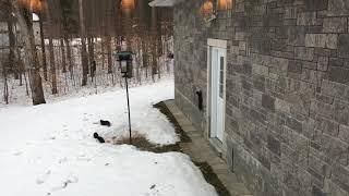 Squirrel Proof Bird Feeder conquered by savvy squirrel