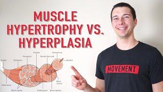 Muscle Hypertrophy vs. Hyperplasia | How Muscle Grows