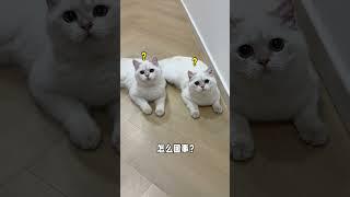 【牛奶是只猫】完了，这次一个聪明的都没有