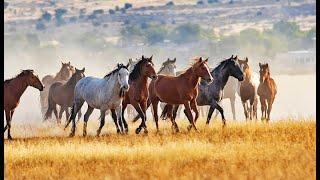 HERD •  A DOCUMENTARY ON BECOMING ONE WITH THE HORSE