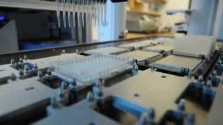 Automated antibody phage display selection and screening system