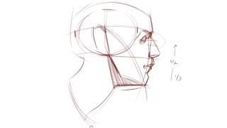 Simplified Head Construction - Drawing Tips