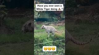 White Tiger doing 🫢🫣 #aliporezoo #whitetiger #tiger #kolkata #westbengal #travel