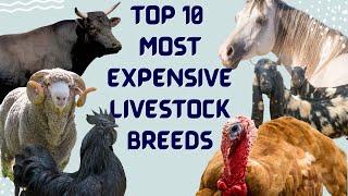 Top 10 Most Expensive Livestock Breeds