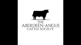 Aberdeen Angus Judging at Agri Expo 28th October’22