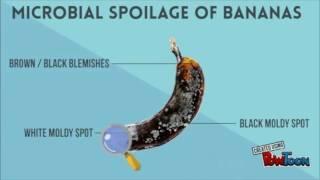 microbial spoilage of fruits and vegetables