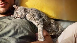 Fearful Stray Cat Discovers He Can Trust People, And Now He Can't Stop Cuddling Them