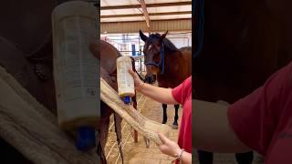 Beginner Vs Experienced Horse Owners!  #shorts #animals