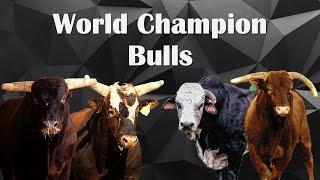 WORLD CHAMPION BULLS (1995-2021)