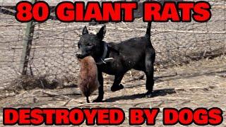 SWARM of 80 GIANT Rats Cleaned Up by Dogs.