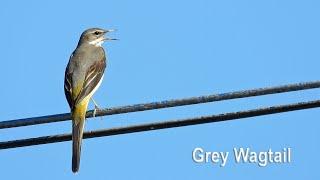 Call of the Grey Wagtail (in 4K)