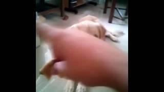 1 year old golden retriever does his first play dead!