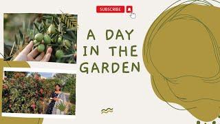 A Day In The Garden 🪴 || Garden Harvesting vlog || A day with farmer #gardeningtips#gardenharvest