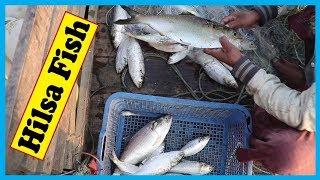 Fisherman Getting Out Live Hilsa Fish from Fishing net in a Running Hilsa Fishing Boat | Fish Corn