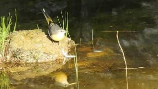 Grey Wigtail (Motacilla cinerea) in the Imperial Fora (Rome)