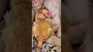 The Sweet Ritual: Baby Monkey's Nap and Fresh Milk Routine