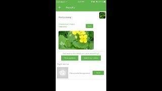 PlantSnap identifies a Celandine (Chelidonium majus)