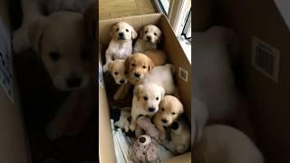 cute puppies #puppy #puppies #cuteanimals #youtubeshorts #cutedog