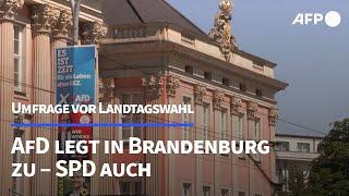 Umfrage: AfD legt in Brandenburg deutlich zu – SPD auch | AFP