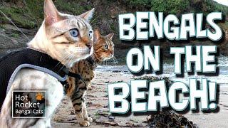 Bengal cats talking on the beach! Rocket & Pixel get wet on the coast