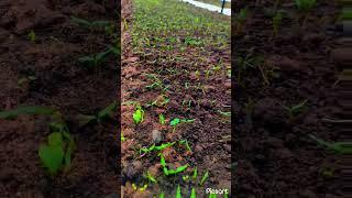 #mirchi naru stages  #agriculture #mirapanaru..... 