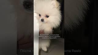  #померанскийщпиц #собака #pets #memes #dog #funny #топ #шпиц #pomeranian #суперсобака