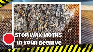 STOP Wax Moths in your beehive | Beekeeping 101