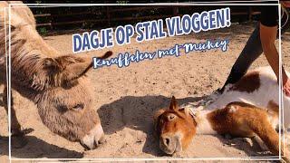 TIMMY RENT WEG?! + KENNEN jullie onze PAARDEN?? || Paardzoektbaas