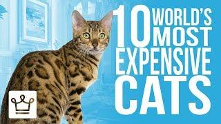 Top 10 Most Expensive Cat Breeds In The World