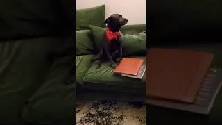 The way he looks  #animals #animallover #doglovers #dogowner #destroy #funny #funnyanimalvideos