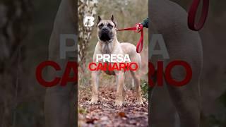 Presa Canario Dog Breed