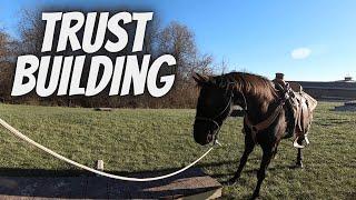 Horse Training | Trust Building with Obstacles | My Horse Rain