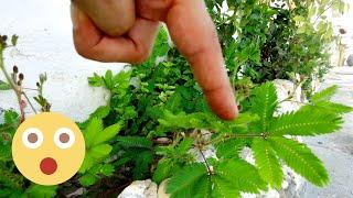 If you touch this plant, it closes its leaves