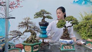 Pan City 370 | Giao lưu Bonsai Vườn ở Sài Gòn ship cod toàn quốc 14 loại tổng 20 cây