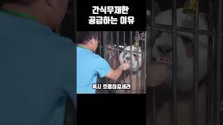 갈색판다 치짜이에게 간식을 무제한 공급하는 이유