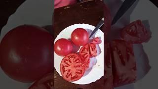 Дегустация томатов "Малиновое сердце".