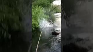 Insane surface take from a giant freshwater fish!! #fishing