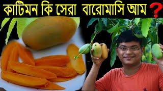 এত মিষ্টি কাটিমন আম  !! | কাটিমন কি সব থেকে সেরা বারোমাসি আম ? | A-Z of growing Katimon mango