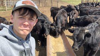 Feeding calves and cows with 17 year old farmer