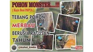 MONSTER...!!! || Tebang pohon Merbau (Kayu Besi) raksasa berusia RATUSAN TAHUN