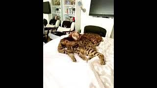 CUTE SAVANNAH CATS! #bengalcats #bengalcatclub #savannhacat #momcat #catlover SUBSCRIBE PLEASE